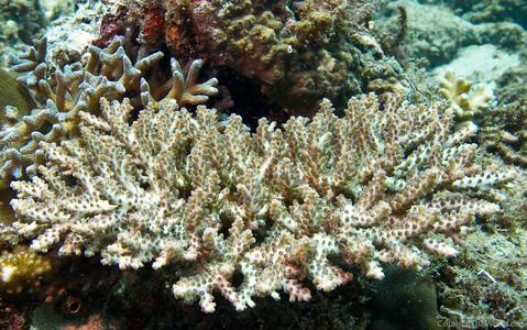 CotW: Acropora insignis