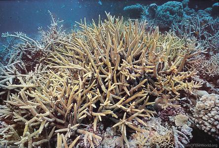 CotW preview: Acropora intermedia