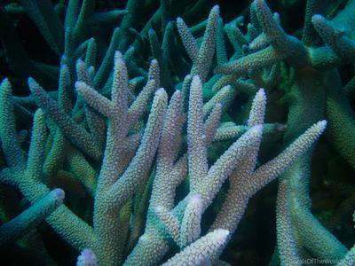 CotW: Acropora intermedia