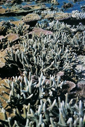 CotW: Acropora intermedia