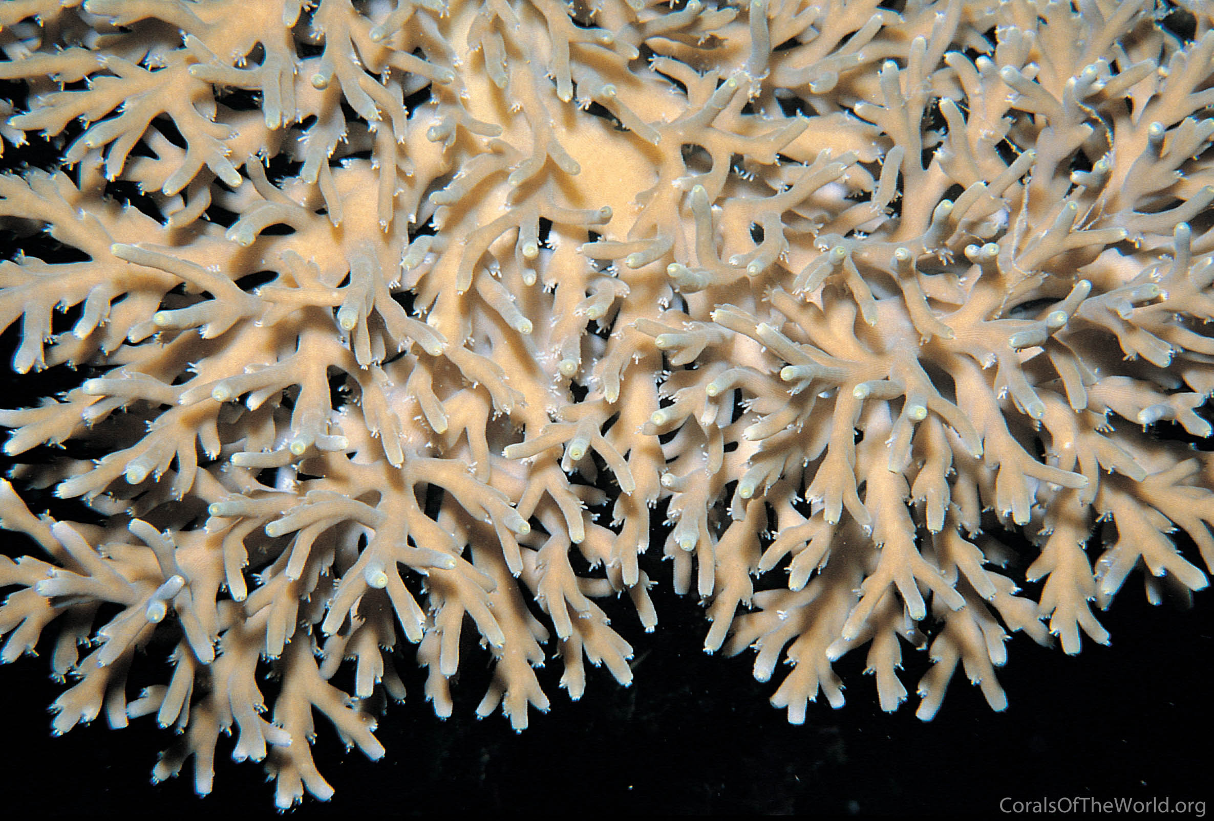 Acropora jacquelineae