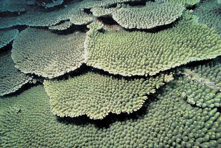 CotW preview: Acropora japonica