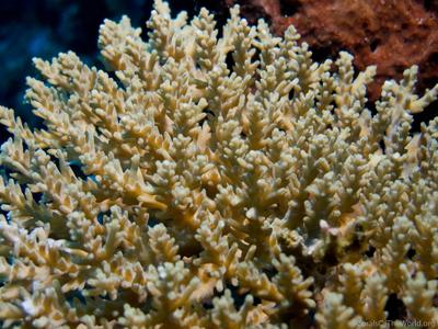CotW preview: Acropora kimbeensis