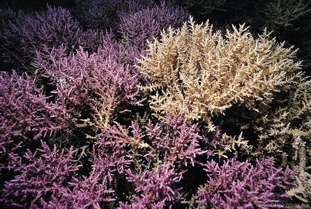 CotW preview: Acropora kirstyae