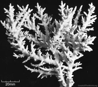CotW: Acropora kirstyae