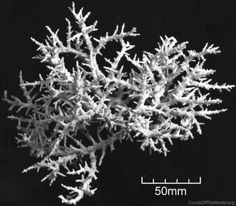 CotW: Acropora kirstyae