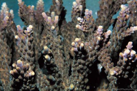 CotW: Acropora kosurini