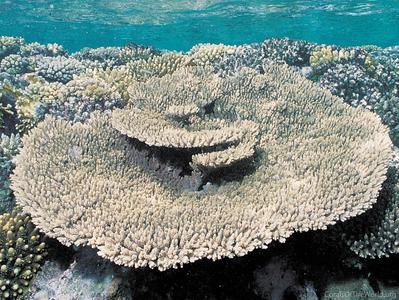 CotW preview: Acropora lamarcki