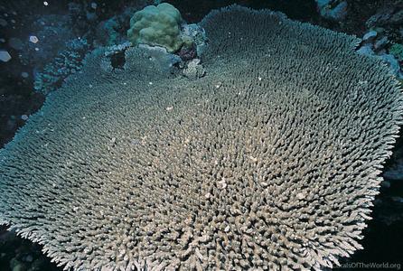 CotW preview: Acropora lamarcki