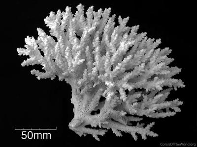 CotW: Acropora lamarcki
