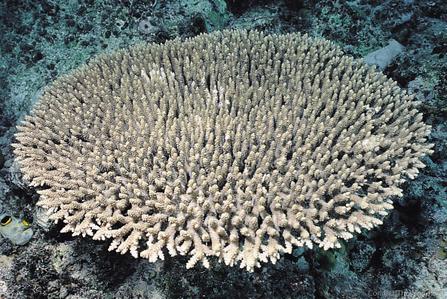 CotW: Acropora latistella