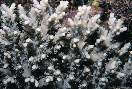 CotW: Acropora latistella