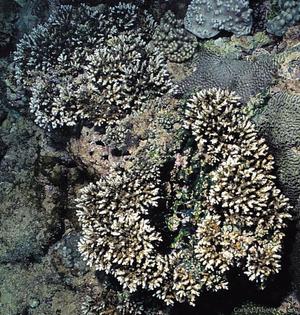 CotW preview: Acropora lianae