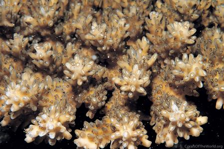 CotW: Acropora listeri