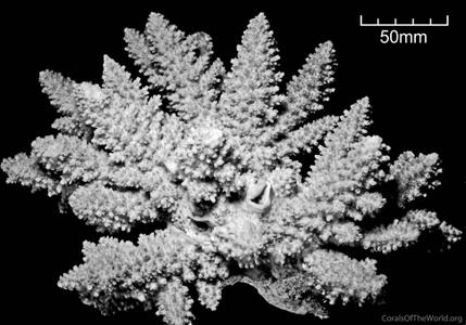 CotW: Acropora listeri