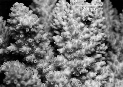 CotW: Acropora listeri