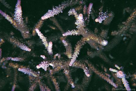 CotW preview: Acropora loisetteae