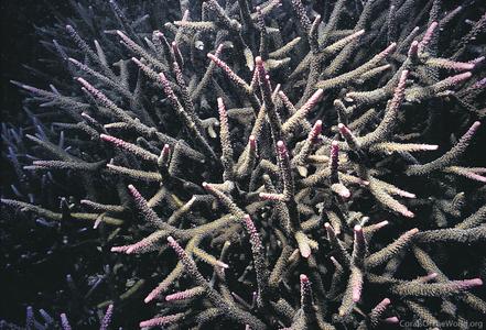 CotW: Acropora loisetteae