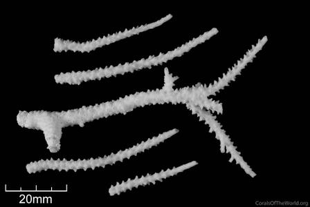 CotW: Acropora loisetteae