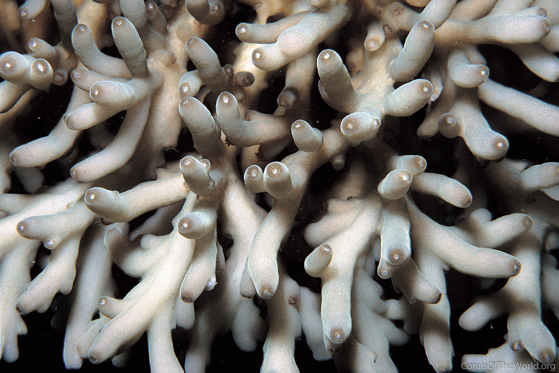 Acropora lokani