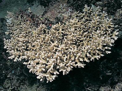 CotW: Acropora lokani