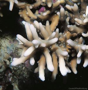 CotW: Acropora lokani