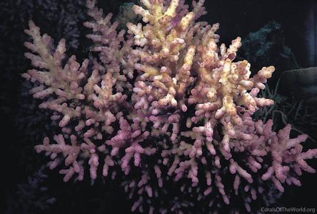 CotW preview: Acropora longicyathus