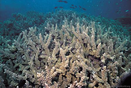 CotW: Acropora longicyathus