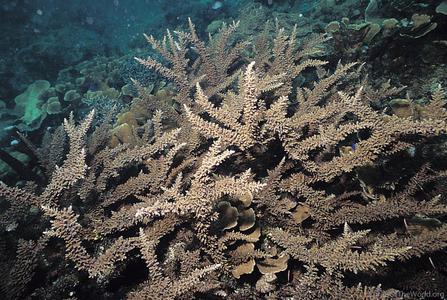 CotW: Acropora longicyathus
