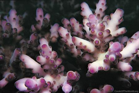 CotW preview: Acropora loripes