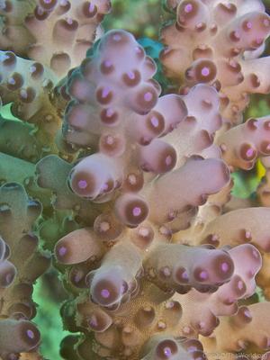 CotW: Acropora loripes