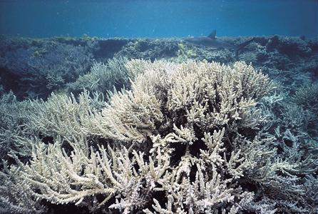 CotW preview: Acropora lovelli