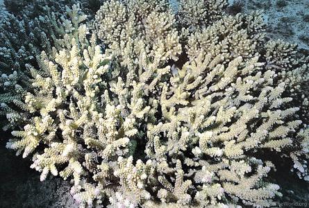CotW: Acropora lovelli