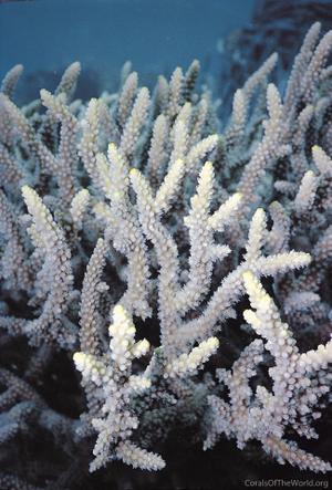 CotW: Acropora lovelli