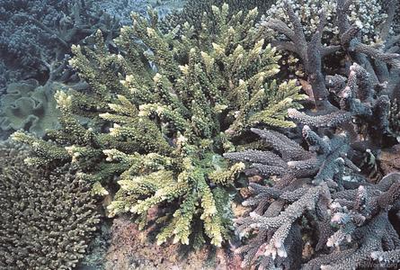 CotW: Acropora lutkeni