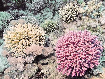 CotW preview: Acropora maryae