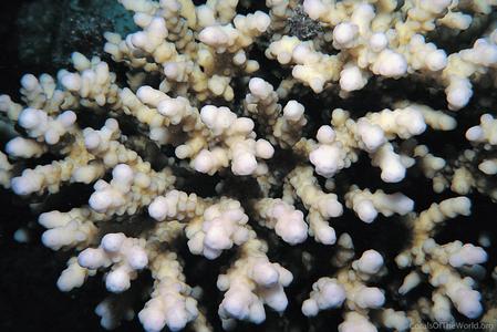 CotW: Acropora maryae