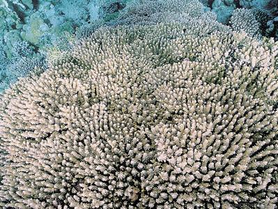 CotW preview: Acropora massawensis