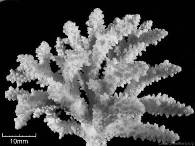 CotW: Acropora massawensis