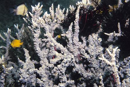 CotW preview: Acropora meridiana