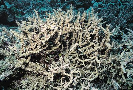 CotW preview: Acropora meridiana