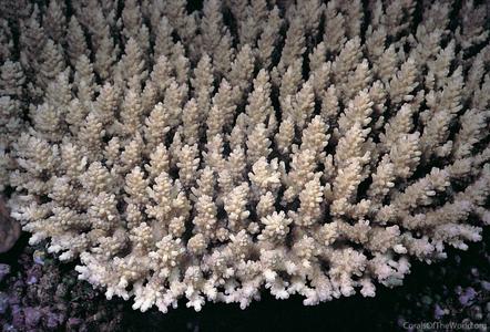 CotW preview: Acropora microclados