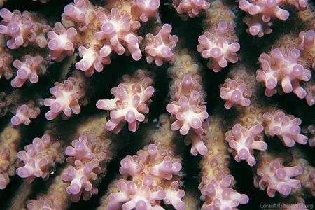 CotW: Acropora microclados