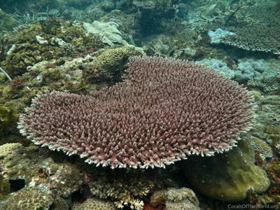 CotW: Acropora microclados