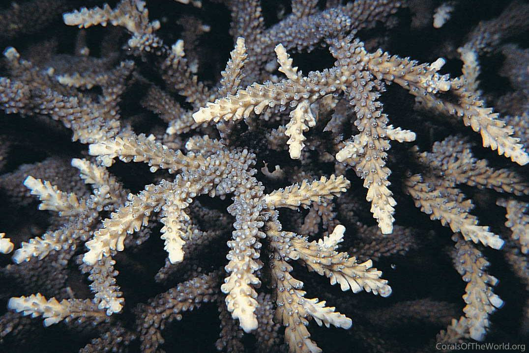 Acropora microphthalma