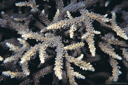 CotW preview: Acropora microphthalma