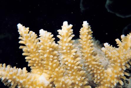 CotW: Acropora microphthalma