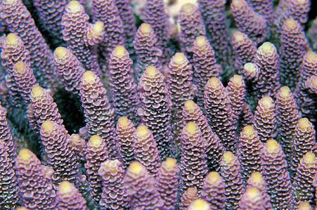 CotW preview: Acropora millepora