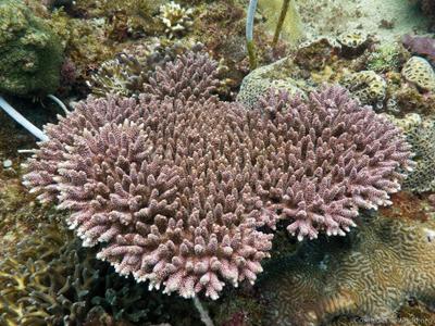 CotW preview: Acropora millepora