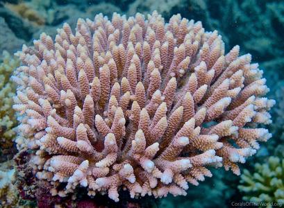 CotW: Acropora millepora